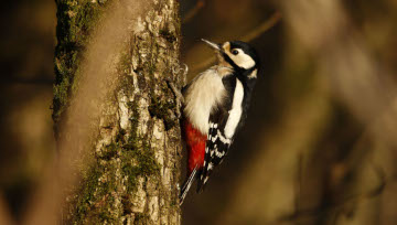 Les oiseaux de la forêt de Scévolles